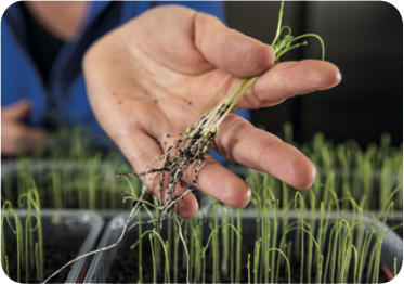 Limgroup asperge DNA